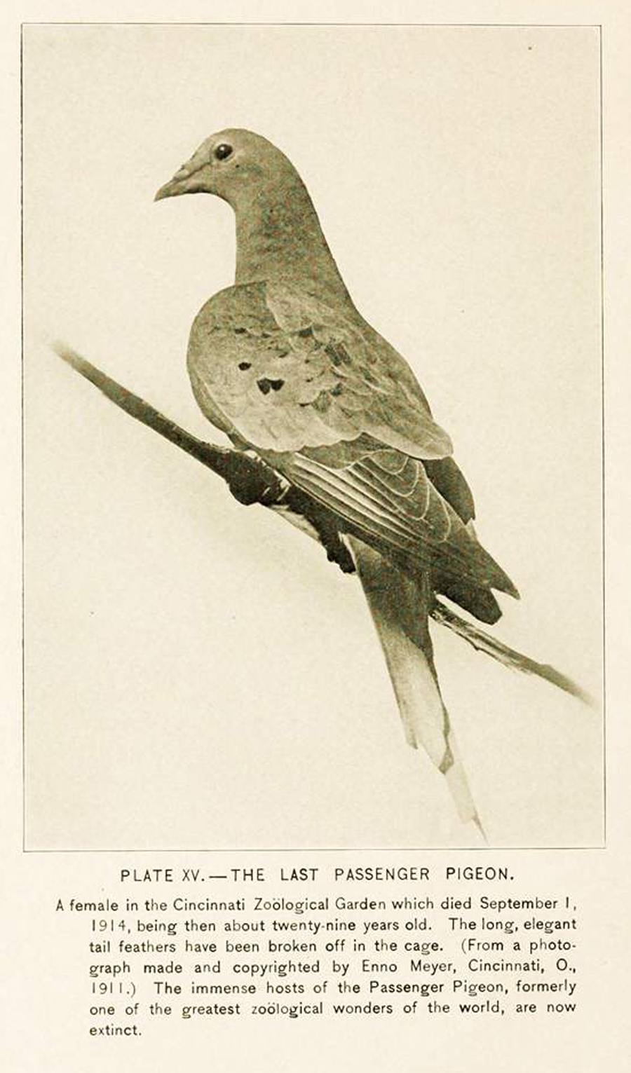 The Passing of the Pigeons – Richland County History