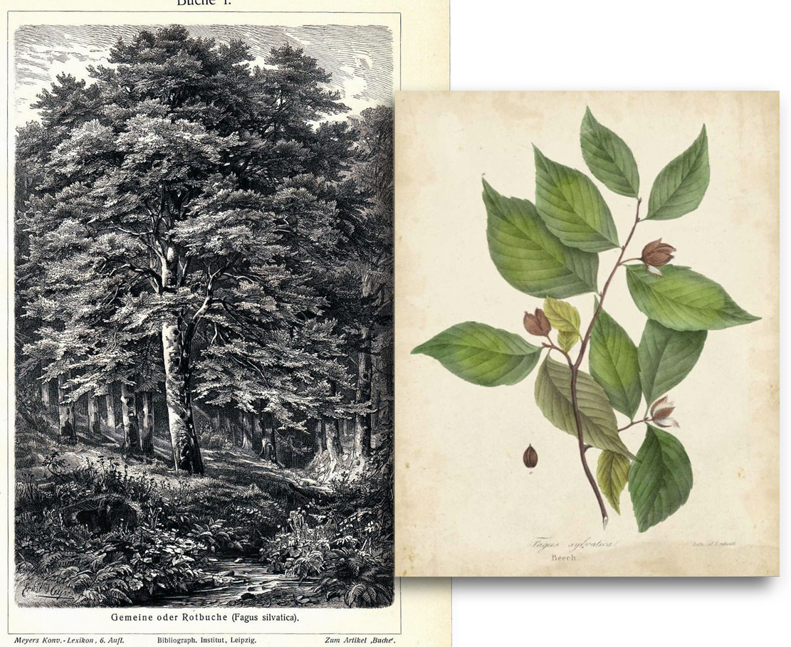 The Stately Beech Trees of Kingwood – Richland County History